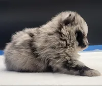 Sheera, a female Pomeranian for sale in Los Angeles, CA – Photo 2 of 5