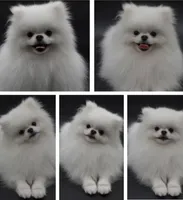 Sheera, a female Pomeranian for sale in Los Angeles, CA – Photo 5 of 5