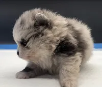 Sheera, a female Pomeranian for sale in Los Angeles, CA – Photo 3 of 5