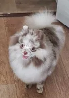 Sheera, a female Pomeranian for sale in Los Angeles, CA – Photo 4 of 5