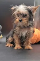 Mickey, a male Yorkshire Terrier for sale in Los Angeles, CA – 2 of 8