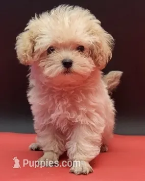 Diva – Maltipoo puppy for sale in Los Angeles, CA