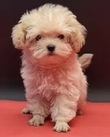 Diva, a female Maltipoo for sale in Los Angeles, CA – 1 of 2