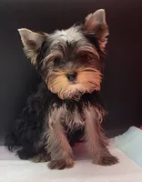 Bella, a female Yorkshire Terrier for sale in Los Angeles, CA – 2 of 7