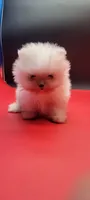 Snow White, a female Pomeranian for sale in Los Angeles, CA – 3 of 3