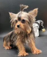 Daisy, a female Yorkshire Terrier for sale in Los Angeles, CA – 3 of 5