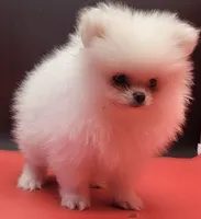 Blanco, a male Pomeranian for sale in Los Angeles, CA – 3 of 5