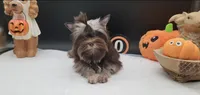 Hershey, a female Yorkshire Terrier for sale in Los Angeles, CA – 2 of 8