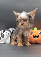 Mickey, a male Yorkshire Terrier for sale in Los Angeles, CA – 1 of 8