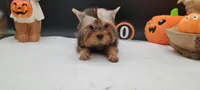 Daisy, a female Yorkshire Terrier for sale in Los Angeles, CA – 3 of 7