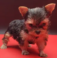 Mickey, a male Yorkshire Terrier for sale in Los Angeles, CA – 1 of 5
