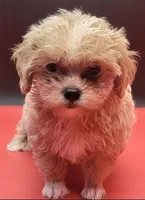 Maltipoo, a female Yorkshire Terrier for sale in Los Angeles, CA – 4 of 4