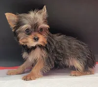 Lily, a female Yorkshire Terrier for sale in Los Angeles, CA – 3 of 6