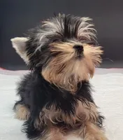 Rosie, a female Yorkshire Terrier for sale in Los Angeles, CA – 2 of 7