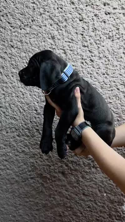 Blackie, a male Cane Corso for sale in Los Angeles, CA – 3 of 4
