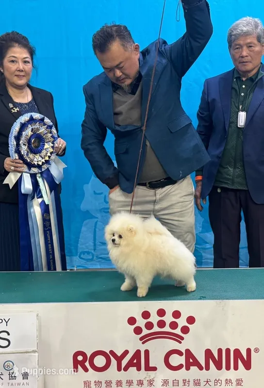 Casper – Pomeranian puppy for sale in Los Angeles, CA