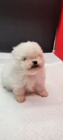 Benzo, a male Pomeranian for sale in Los Angeles, CA – 1 of 3