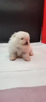 Benzo, a male Pomeranian for sale in Los Angeles, CA – 3 of 3