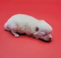 Benzo, a male Pomeranian for sale in Los Angeles, CA – Photo 2 of 2