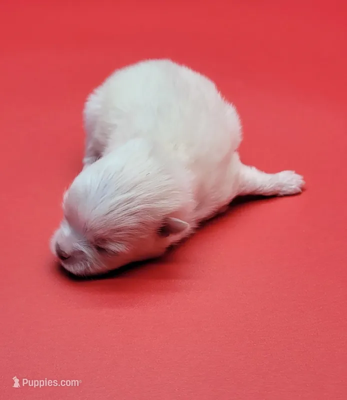 Benzo – Pomeranian puppy for sale in Los Angeles, CA