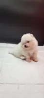 Benzo, a male Pomeranian for sale in Los Angeles, CA – 2 of 3