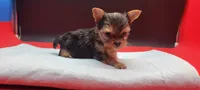 Mickey, a male Yorkshire Terrier for sale in Los Angeles, CA – 3 of 5