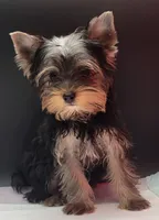 Bella, a female Yorkshire Terrier for sale in Los Angeles, CA – 5 of 7