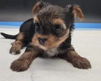 Mousey, a female Yorkshire Terrier for sale in Los Angeles, CA – Photo 2 of 9