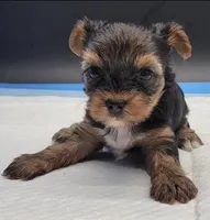 Mousey, a female Yorkshire Terrier for sale in Los Angeles, CA – Photo 6 of 9