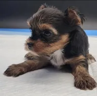 Mousey, a female Yorkshire Terrier for sale in Los Angeles, CA – Photo 3 of 9