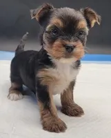 Mousey, a female Yorkshire Terrier for sale in Los Angeles, CA – Photo 7 of 9