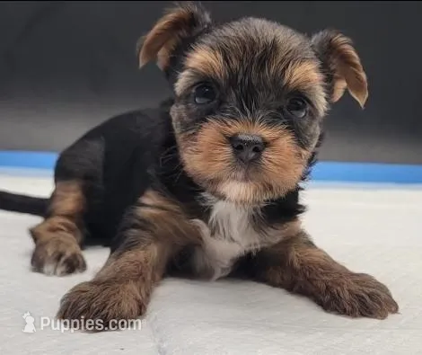 Mousey, a female Yorkshire Terrier for sale in Los Angeles, CA – Photo 1 of 9