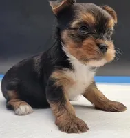 Mousey, a female Yorkshire Terrier for sale in Los Angeles, CA – Photo 4 of 9