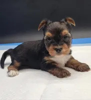 Mousey, a female Yorkshire Terrier for sale in Los Angeles, CA – Photo 9 of 9