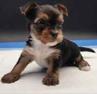 Mousey, a female Yorkshire Terrier for sale in Los Angeles, CA – Photo 8 of 9