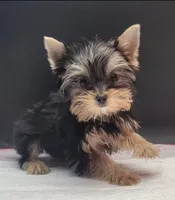 Rosie, a female Yorkshire Terrier for sale in Los Angeles, CA – 5 of 7
