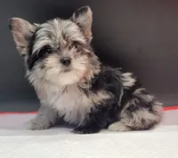 Marble , a female Yorkshire Terrier for sale in Los Angeles, CA – 2 of 5