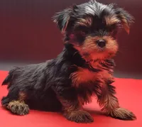 Kobe, a male Yorkshire Terrier for sale in Los Angeles, CA – 5 of 9