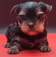 Daisy, a female Yorkshire Terrier for sale in Los Angeles, CA – 3 of 4