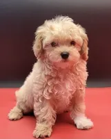 Bennie, a male Maltipoo for sale in Los Angeles, CA – 2 of 3