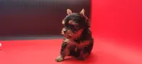 Misty, a female Yorkshire Terrier for sale in Los Angeles, CA – 3 of 5