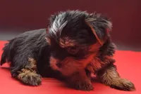 Kobe, a male Yorkshire Terrier for sale in Los Angeles, CA – 3 of 9