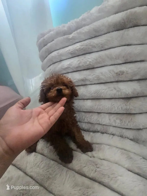 Ginger – Poodle - Toy  puppy for sale in Los Angeles, CA
