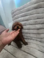 Ginger, a female Poodle - Toy  for sale in Los Angeles, CA – 1 of 3