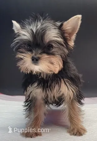 Rosie – Yorkshire Terrier puppy for sale in Los Angeles, CA