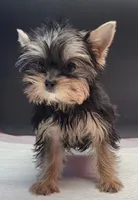 Rosie, a female Yorkshire Terrier for sale in Los Angeles, CA – 1 of 7