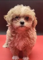 Maltipoo, a female Yorkshire Terrier for sale in Los Angeles, CA – 2 of 4