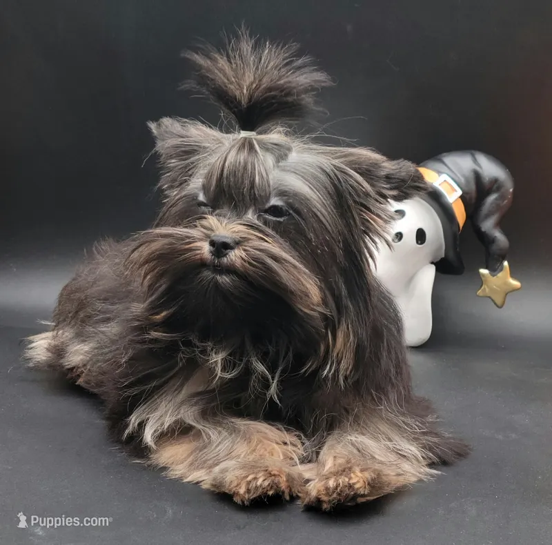 Princess – Yorkshire Terrier puppy for sale in Los Angeles, CA