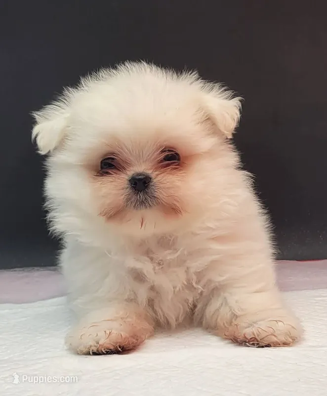 Molly – Maltese, Pomeranian puppy for sale in Los Angeles, CA
