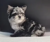 Marble , a female Yorkshire Terrier for sale in Los Angeles, CA – 1 of 5